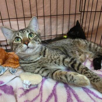 Maddie -  Domestic Short Hair Cat for Adoption in Bismarck, North Dakota - Maddie | PetCurious
