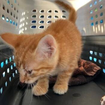 Peeta - Chow Hound Northland -  Domestic Short Hair Cat for Adoption in Grand Rapids, Michigan - Peeta - Chow Hound Northland | PetCurious