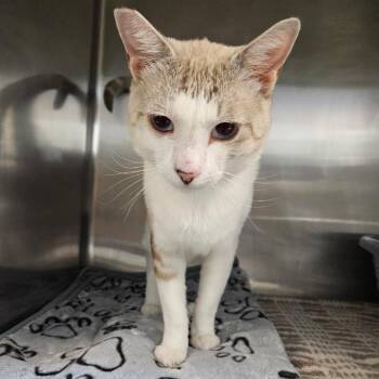 Jax -  Domestic Short Hair Cat for Adoption in Las Vegas, Nevada - Jax | PetCurious