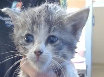 Rescue Domestic Short Hair Cats for Adoption in Sacramento, California - SMUDGE | PetCurious