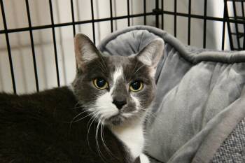 Oscar -  Domestic Short Hair Cat for Adoption in Fairhope, Alabama - Oscar | PetCurious