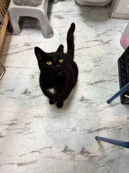 Ping -  Domestic Short Hair Cat for Adoption in Mayfield, New York - Ping | PetCurious