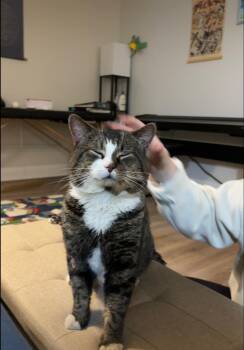 Tabby Cats Available for Adoption - Clancy -FIV Positive | PetCurious