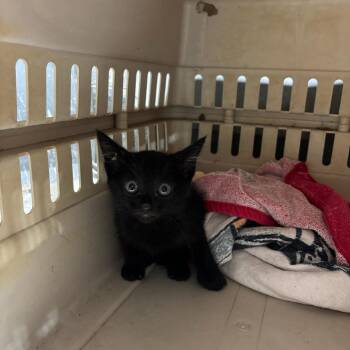 Spike fka Stopsign -  Domestic Short Hair Cat for Adoption in Parrish, Alabama - Spike Fka Stopsign | PetCurious