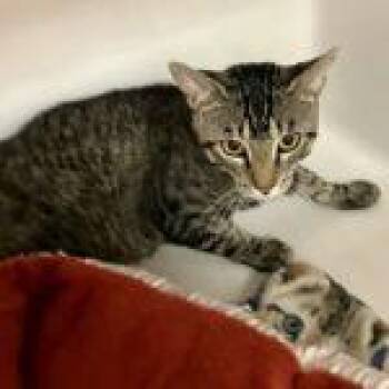 Rescue Tabby Cats for Adoption in Green Valley, Arizona - Chatwick | PetCurious