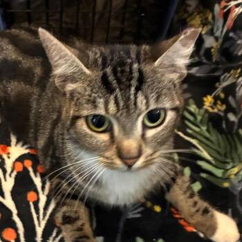 Jillian Hudson -  Domestic Short Hair Cat for Adoption in Merrifield, Virginia - Jillian Hudson | PetCurious