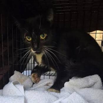 Domestic Short Hair Cats Available for Adoption - Cersei- Rodent Responder, Adoption Fees Waived! | PetCurious