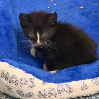 The Odyssey -  Domestic Short Hair Cat for Adoption in Fredericksburg, Virginia - The Odyssey | PetCurious