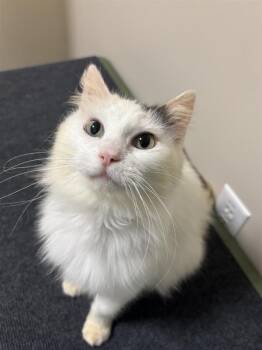 Sakura -  Domestic Short Hair Cat for Adoption in Elk Grove, California - Sakura | PetCurious