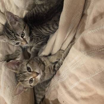 Mina and Mona -  Oriental Tabby Cat for Adoption in Lawrenceville, Georgia - Mina And Mona | PetCurious