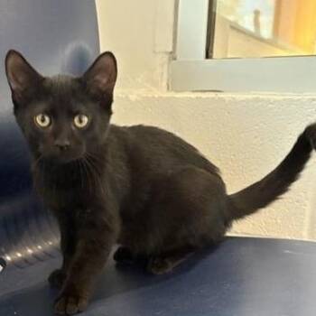 Kira -  Domestic Short Hair Cat for Adoption in Phoenix, Arizona - Kira | PetCurious