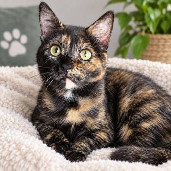 River -  Domestic Short Hair Cat for Adoption in Sioux Falls, South Dakota - River | PetCurious