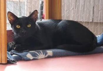 Rescue Domestic Short Hair Cats for Adoption in Springfield, Oregon - Pumpkin Pie | PetCurious