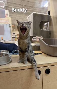 Buddy -  Extra Toes Cat Hemingway Polydactyl Cat for Adoption in Temple, Pennsylvania - Buddy | PetCurious