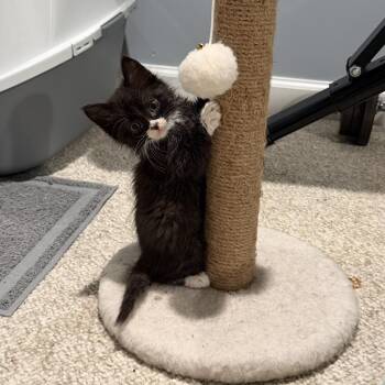 26-194 Johnny Cash -  Domestic Long Hair and Maine Coon Cat for Adoption in North Branford, Connecticut - 26-194 Johnny Cash | PetCurious