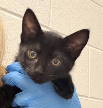 Cookie Dough -  Domestic Short Hair Cat for Adoption in Golden, Colorado - Cookie Dough | PetCurious
