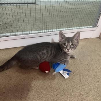 Domestic Short Hair Cats Available for Adoption in Brownsboro, Alabama - Zeppelin | PetCurious