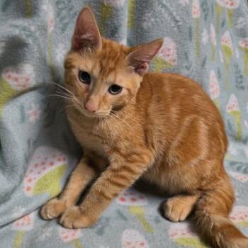 Clyde -  Domestic Short Hair Cat for Adoption in Laredo, Texas - Clyde | PetCurious