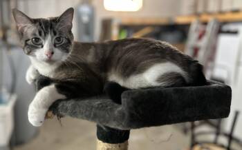 Nicolette -  Domestic Short Hair and Snowshoe Cat for Adoption in Walled Lake, Michigan - Nicolette | PetCurious