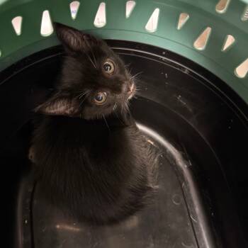 Rescue Domestic Short Hair Cats for Adoption in Jupiter, Florida - Chobee | PetCurious