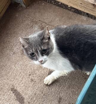 Rescue Domestic Short Hair Cats for Adoption in Jackson, Georgia - Sparkles | PetCurious