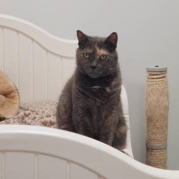 Rescue Domestic Short Hair Cats for Adoption in Williamsport, Pennsylvania - Daisy | PetCurious
