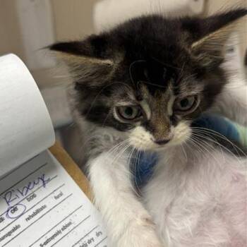 Ribeye -  Domestic Medium Hair Cat for Adoption in Tempe, Arizona - Ribeye | PetCurious