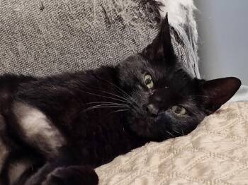 Domestic Short Hair Cats Available for Adoption in Camden, South Carolina - Juice | PetCurious