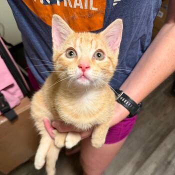 Nacho -  Domestic Short Hair Cat for Adoption in Sequatchie, Tennessee - Nacho | PetCurious