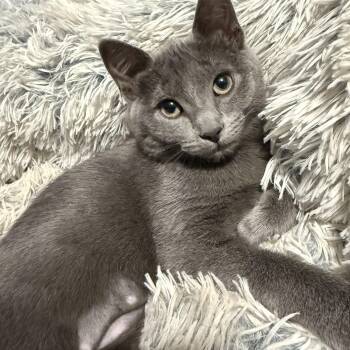 Chansey -  Domestic Short Hair Cat for Adoption in Monticello, Minnesota - Chansey | PetCurious