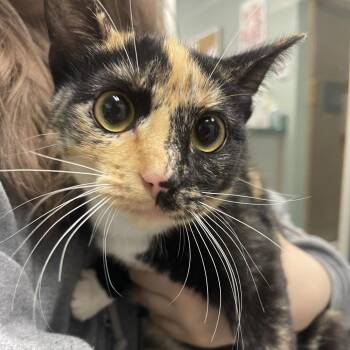 American Shorthair Cats Available for Adoption - Lilac | PetCurious