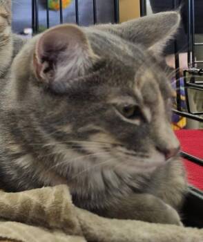 Rescue Domestic Short Hair Cats for Adoption in Baltimore, Maryland - Shinju (Japanese Litter) | PetCurious