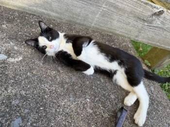 Domestic Short Hair Cats Available for Adoption in West Chester, Pennsylvania - Alexei | PetCurious