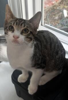 Jericho -  Domestic Short Hair Cat for Adoption in Seal Beach, California - Jericho | PetCurious