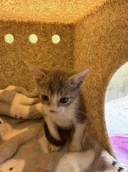 PUDDING -  Domestic Short Hair Cat for Adoption in Riverside, California - PUDDING | PetCurious