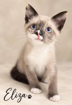 Eliza -  Snowshoe Cat for Adoption in Pawleys Island, South Carolina - Eliza | PetCurious