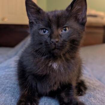 Cosmo Christopherson -  Domestic Short Hair Cat for Adoption in Morrison, Colorado - Cosmo Christopherson | PetCurious