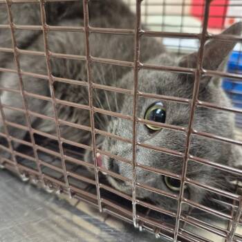 Midnight Rain -  Domestic Short Hair Cat for Adoption in Lake Panasoffkee, Florida - Midnight Rain | PetCurious