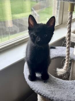 Italian -  Domestic Short Hair Cat for Adoption in Rossville, Tennessee - Italian | PetCurious