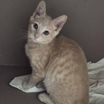 Erica -  Domestic Short Hair Cat for Adoption in Cleveland, Mississippi - Erica | PetCurious