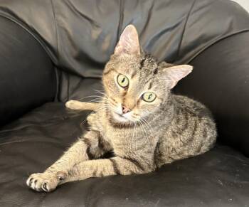 Lucy Andrews -  Domestic Short Hair Cat for Adoption in Kansas City, Missouri - Lucy Andrews | PetCurious