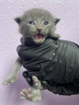 Domestic Medium Hair Cats Available for Adoption in El Paso, Texas - 60828131 | PetCurious