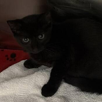 Jim Beam -  Domestic Short Hair Cat for Adoption in West Palm Beach, Florida - Jim Beam | PetCurious