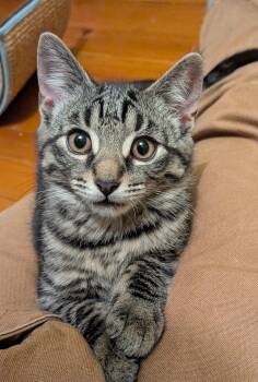 Darth -  American Shorthair Cat for Adoption in Rochester, New York - Darth | PetCurious