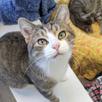 Rescue Domestic Short Hair Cats for Adoption in Etna, Pennsylvania - Stella | PetCurious