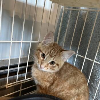 Pop -  Domestic Short Hair Cat for Adoption in Salisbury, Massachusetts - Pop | PetCurious