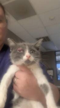 RUE -  Domestic Short Hair Cat for Adoption in Conroe, Texas - RUE | PetCurious