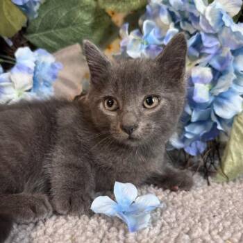 Calooh -  Domestic Short Hair Cat for Adoption in Toms River, New Jersey - Calooh | PetCurious
