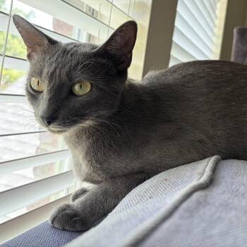 Espresso -  Domestic Short Hair Cat for Adoption in Houston, Texas - Espresso | PetCurious