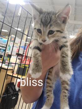 Bliss -  Domestic Short Hair Cat for Adoption in Gerrardstown, West Virginia - Bliss | PetCurious